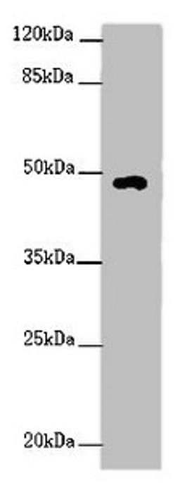 Western blot. All lanes: HS6ST1 antibody at 2 ug/ml + Mouse skeletal muscle tissue. Secondary. Goat polyclonal to rabbit IgG at 1/10000 dilution. Predicted band size: 49, 30 kDa. Observed band size: 49 kDa. 