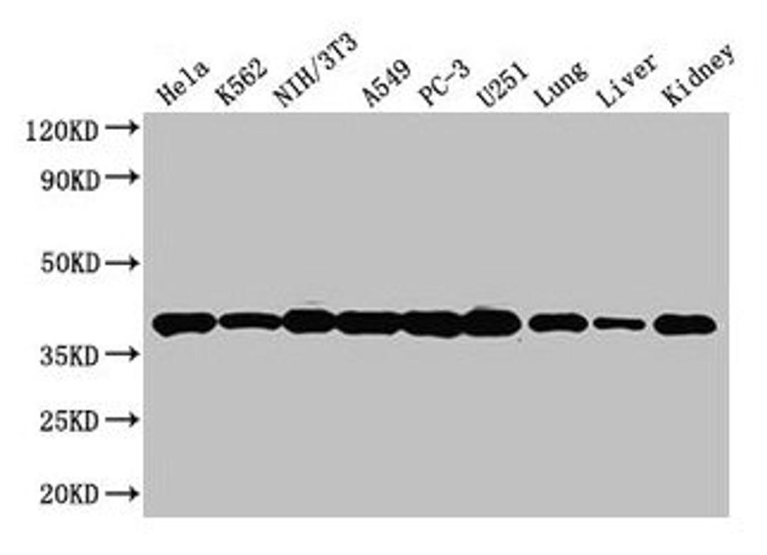 Western Blot. Positive WB detected in: Hela whole cell lysate, K562 whole cell lysate, NIH/3T3 whole cell lysate, A549 whole cell lysate, PC-3 whole cell lysate, U251 whole cell lysate, Mouse lung tissue, Mouse liver tissue, Mouse kidney tissue. All lanes: ANXA2 antibody at 3µg/ml. Secondary. Goat polyclonal to rabbit IgG at 1/50000 dilution. Predicted band size: 39, 41 kDa. Observed band size: 39 kDa