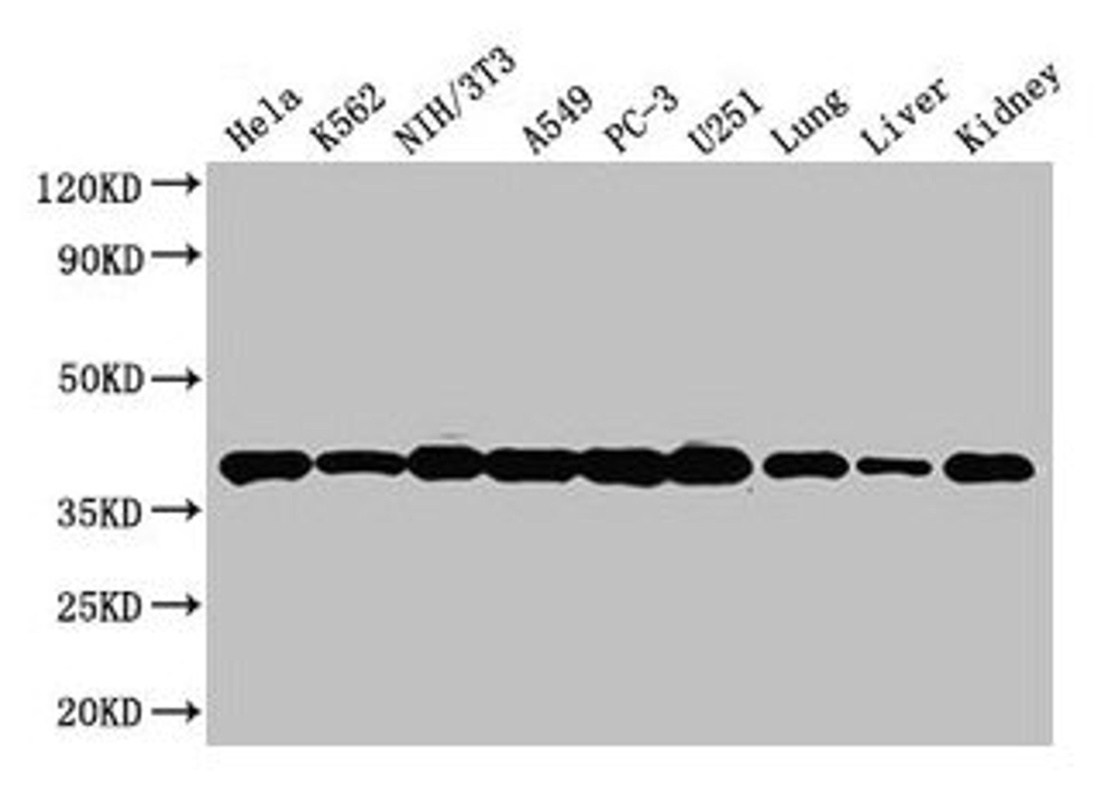 Western Blot. Positive WB detected in: Hela whole cell lysate, K562 whole cell lysate, NIH/3T3 whole cell lysate, A549 whole cell lysate, PC-3 whole cell lysate, U251 whole cell lysate, Mouse lung tissue, Mouse liver tissue, Mouse kidney tissue. All lanes: ANXA2 antibody at 3µg/ml. Secondary. Goat polyclonal to rabbit IgG at 1/50000 dilution. Predicted band size: 39, 41 kDa. Observed band size: 39 kDa