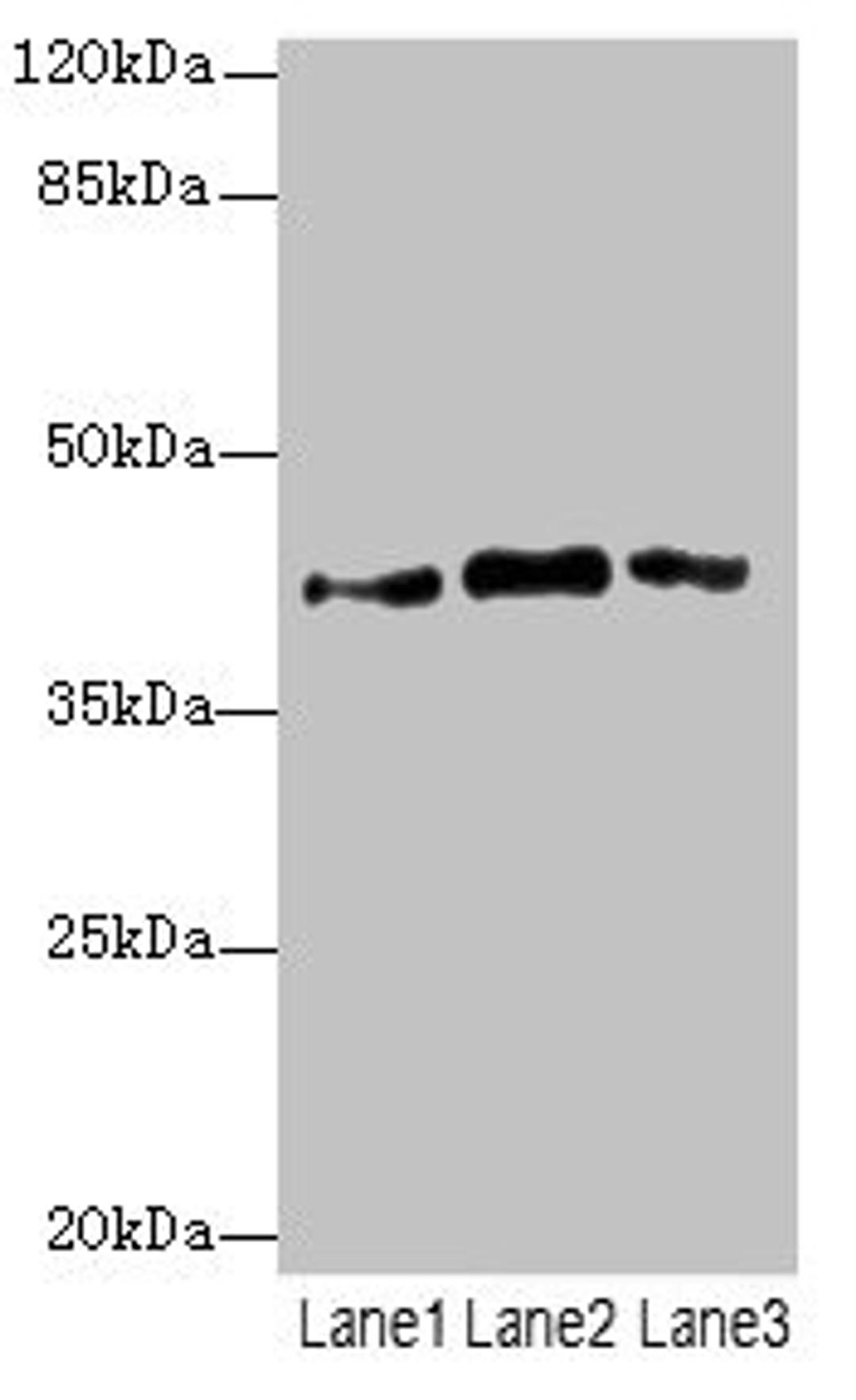 Western blot. All lanes: PTGES2 antibody at 3.77µg/ml. Lane 1: 293T whole cell lysate. Lane 2: Hela whole cell lysate. Lane 3: HepG2 whole cell lysate. Secondary. Goat polyclonal to rabbit IgG at 1/10000 dilution. Predicted band size: 42 kDa. Observed band size: 42 kDa