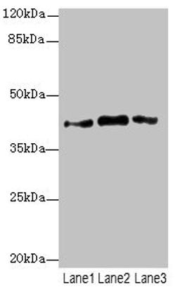 Western blot. All lanes: PTGES2 antibody at 3.77µg/ml. Lane 1: 293T whole cell lysate. Lane 2: Hela whole cell lysate. Lane 3: HepG2 whole cell lysate. Secondary. Goat polyclonal to rabbit IgG at 1/10000 dilution. Predicted band size: 42 kDa. Observed band size: 42 kDa