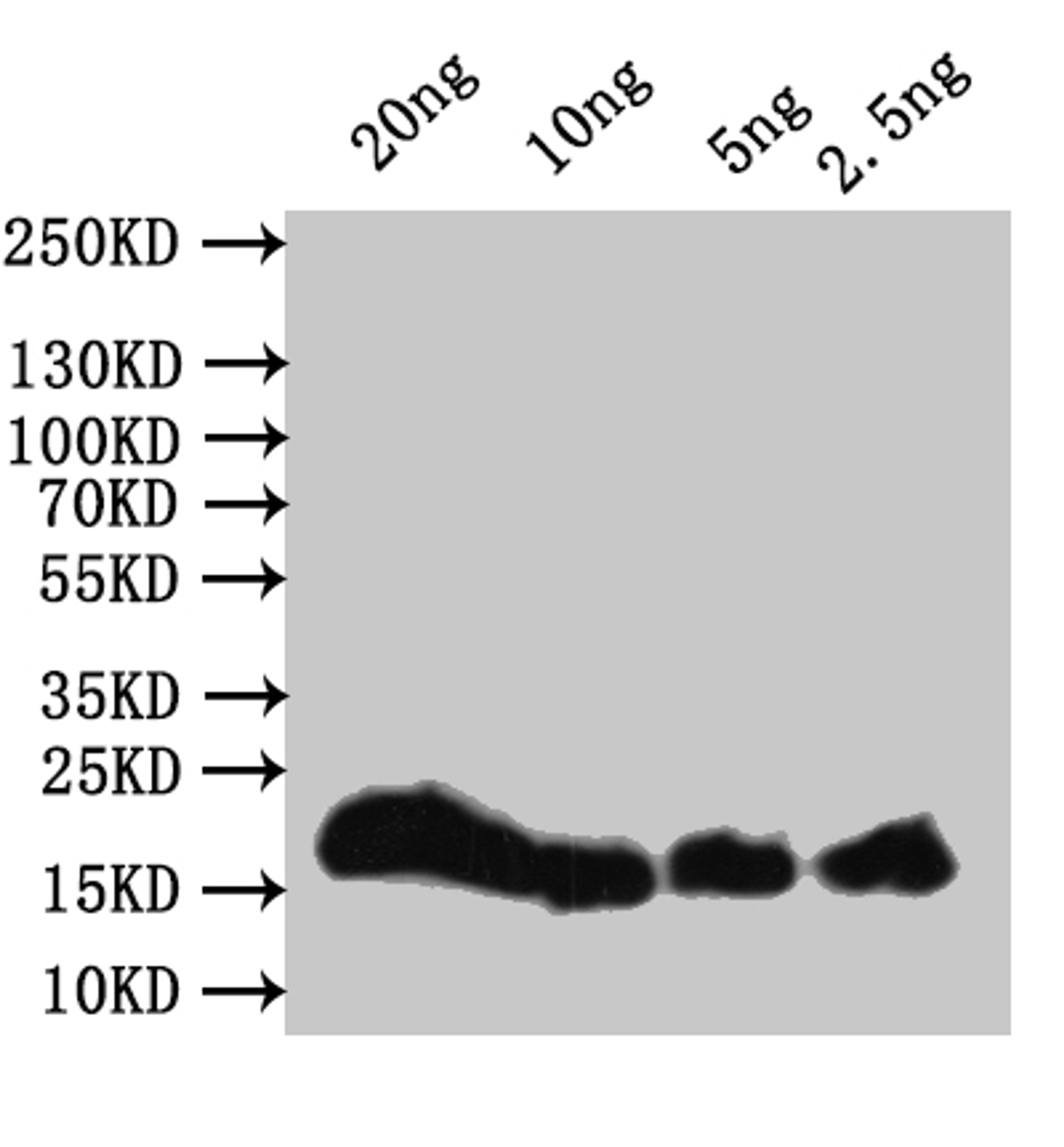 Western Blot. Positive WB detected in: recombinant protein. All lanes:hupB Antibody at 1:1000. Secondary. Goat polyclonal to rabbit IgG at 1/50000 dilution. Predicted band size: 21 kDa. Observed band size: 21 kDa. 