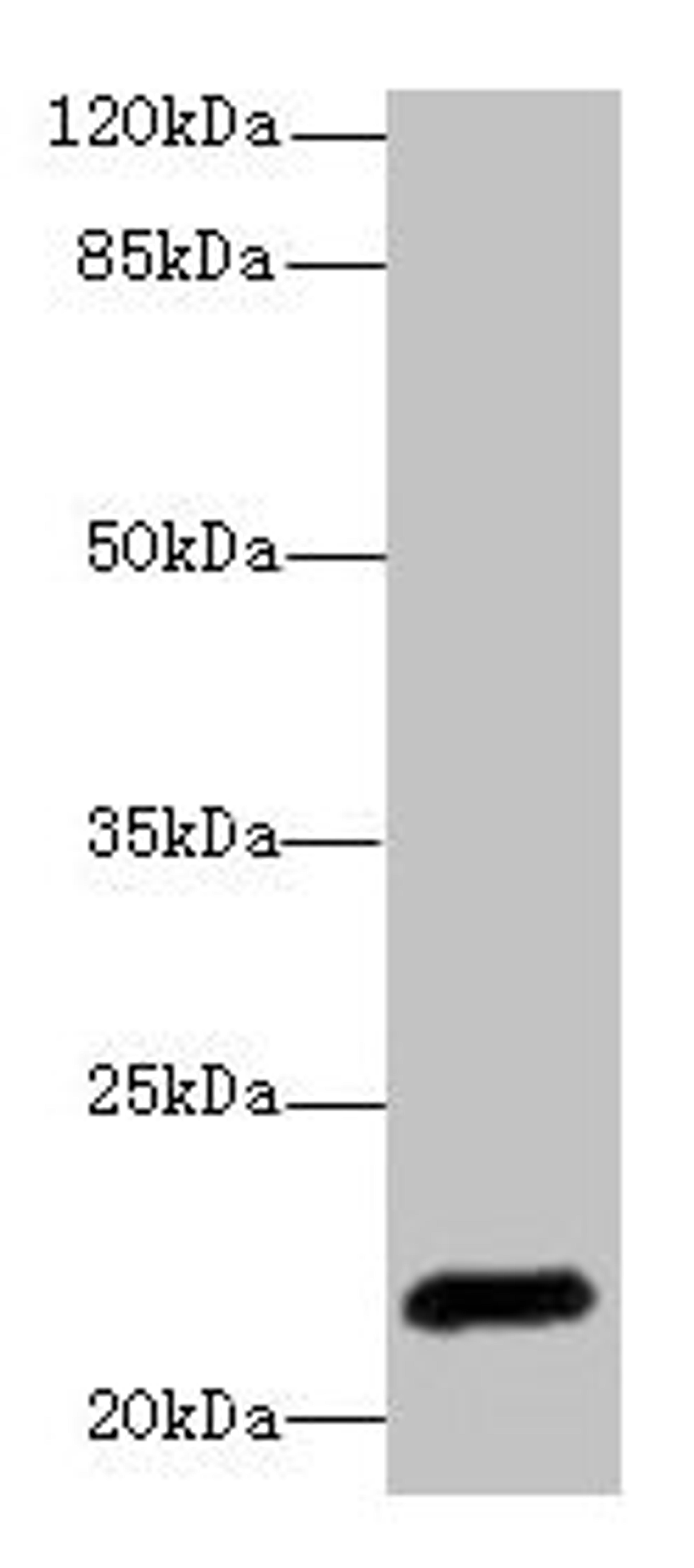 Western blot. All lanes: EPO antibody at 3µg/ml + HepG2 whole cell lysate. Secondary. Goat polyclonal to rabbit IgG at 1/10000 dilution. Predicted band size: 22 kDa. Observed band size: 22 kDa