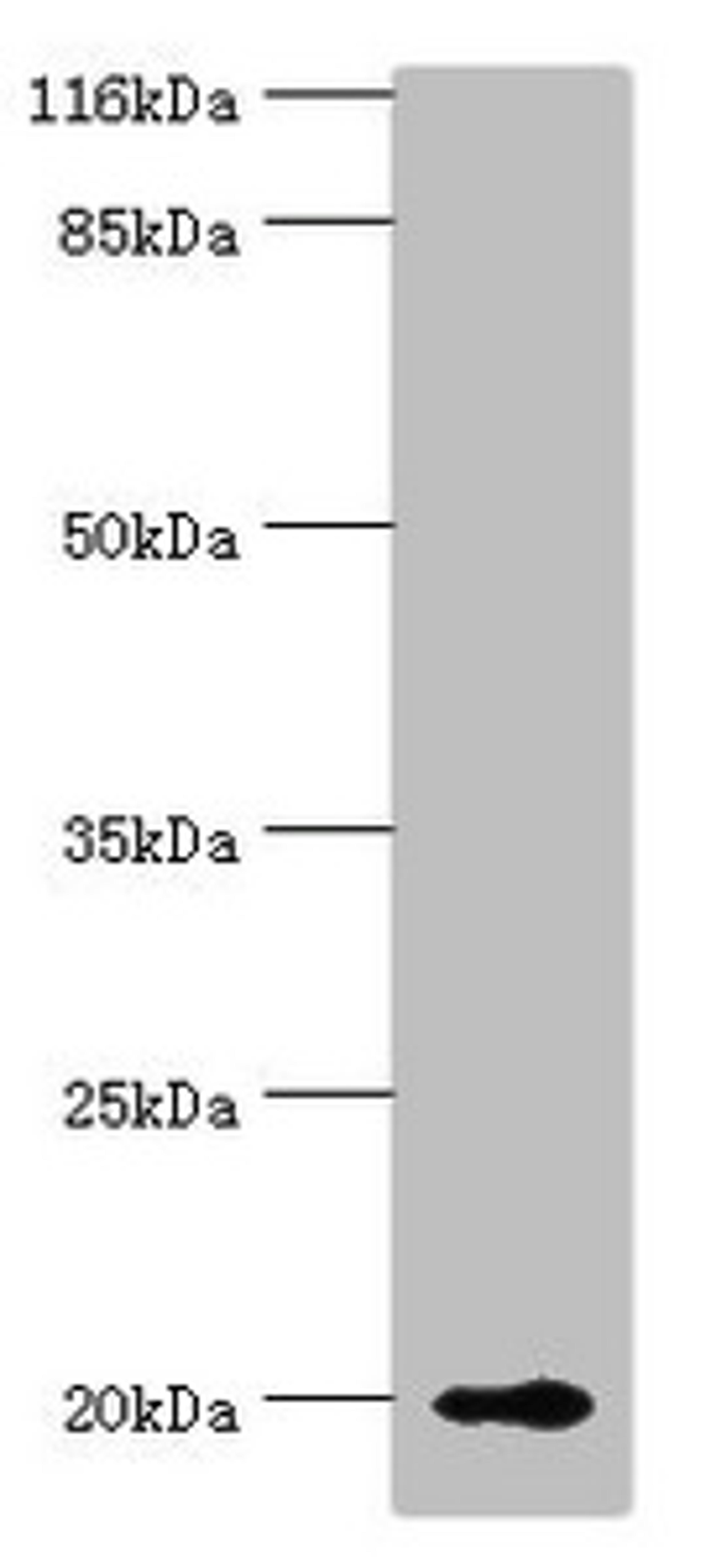 Western blot. All lanes: RBP5 antibody at 8µg/ml + Mouse liver tissue. Secondary. Goat polyclonal to rabbit IgG at 1/10000 dilution. Predicted band size: 16 kDa. Observed band size: 20 kDa