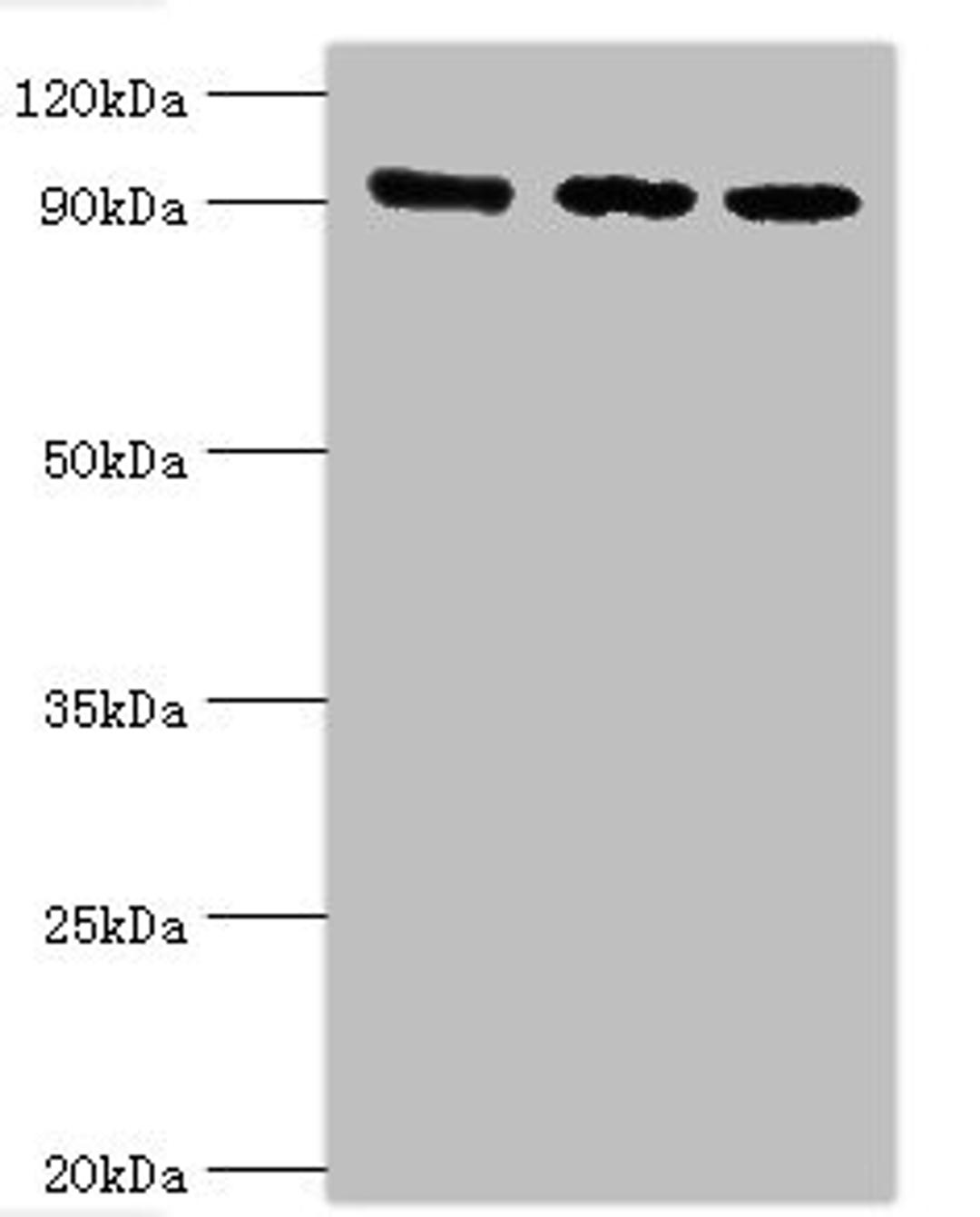 Western blot. All lanes: DNA replication licensing factor MCM3 antibody at 8ug/ml. Lane 1: Hela whole cell lysate. Lane 2: K562 whole cell lysate. Lane 3: 293T whole cell lysate. Secondary. Goat polyclonal to rabbit IgG at 1/10000 dilution. Predicted band size: 91, 96 kDa. Observed band size: 91 kDa. 