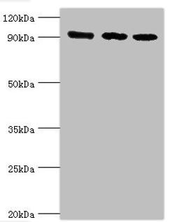 Western blot. All lanes: DNA replication licensing factor MCM3 antibody at 8ug/ml. Lane 1: Hela whole cell lysate. Lane 2: K562 whole cell lysate. Lane 3: 293T whole cell lysate. Secondary. Goat polyclonal to rabbit IgG at 1/10000 dilution. Predicted band size: 91, 96 kDa. Observed band size: 91 kDa. 
