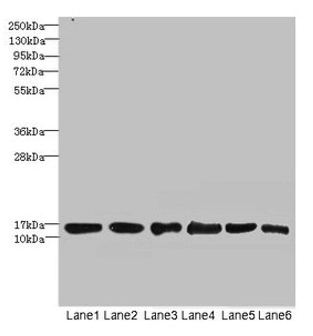Western blot. All lanes: SOD1 antibody at 6µg/ml. Lane 1: Mouse liver tissue. Lane 2: Mouse brain tissue. Lane 3: Hela whole cell lysate. Lane 4: MCF-7 whole cell lysate. Lane 5: A549 whole cell lysate. Lane 6: HepG2 whole cell lysate. Secondary. Goat polyclonal to rabbit IgG at 1/10000 dilution. Predicted band size: 16 kDa. Observed band size: 16 kDa
