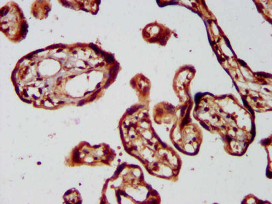 IHC image of CSB-PA836204LA01HU diluted at 1:400 and staining in paraffin-embedded human placenta tissue performed on a Leica BondTM system. After dewaxing and hydration, antigen retrieval was mediated by high pressure in a citrate buffer (pH 6.0). Section was blocked with 10% normal goat serum 30min at RT. Then primary antibody (1% BSA) was incubated at 4&deg;C overnight. The primary is detected by a biotinylated secondary antibody and visualized using an HRP conjugated SP system.