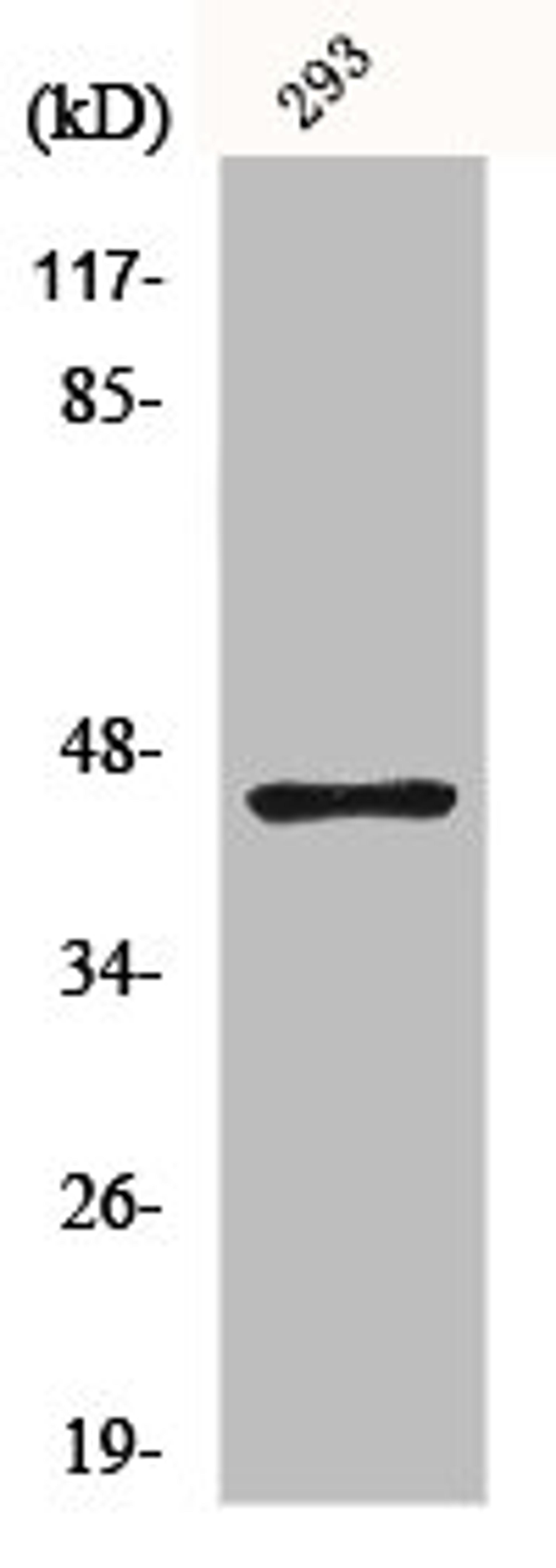 Western Blot analysis of 293 cells using GSK3β Polyclonal Antibody