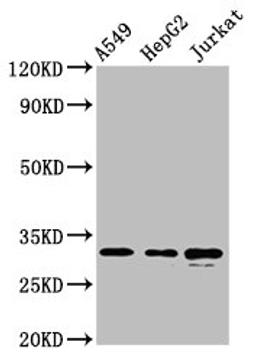 Western Blot. Positive WB detected in: A549 whole cell lysate, HepG2 whole cell lysate, Jurkat whole cell lysate. All lanes: RALY antibody at 5.7µg/ml. Secondary. Goat polyclonal to rabbit IgG at 1/50000 dilution. Predicted band size: 33, 31 kDa. Observed band size: 33 kDa