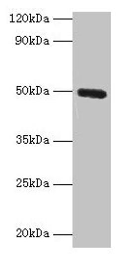 Western blot. All lanes: CLEC18A antibody at 2µg/ml + Mouse stomach tissue. Secondary. Goat polyclonal to rabbit IgG at 1/10000 dilution. Predicted band size: 50, 12 kDa. Observed band size: 50 kDa