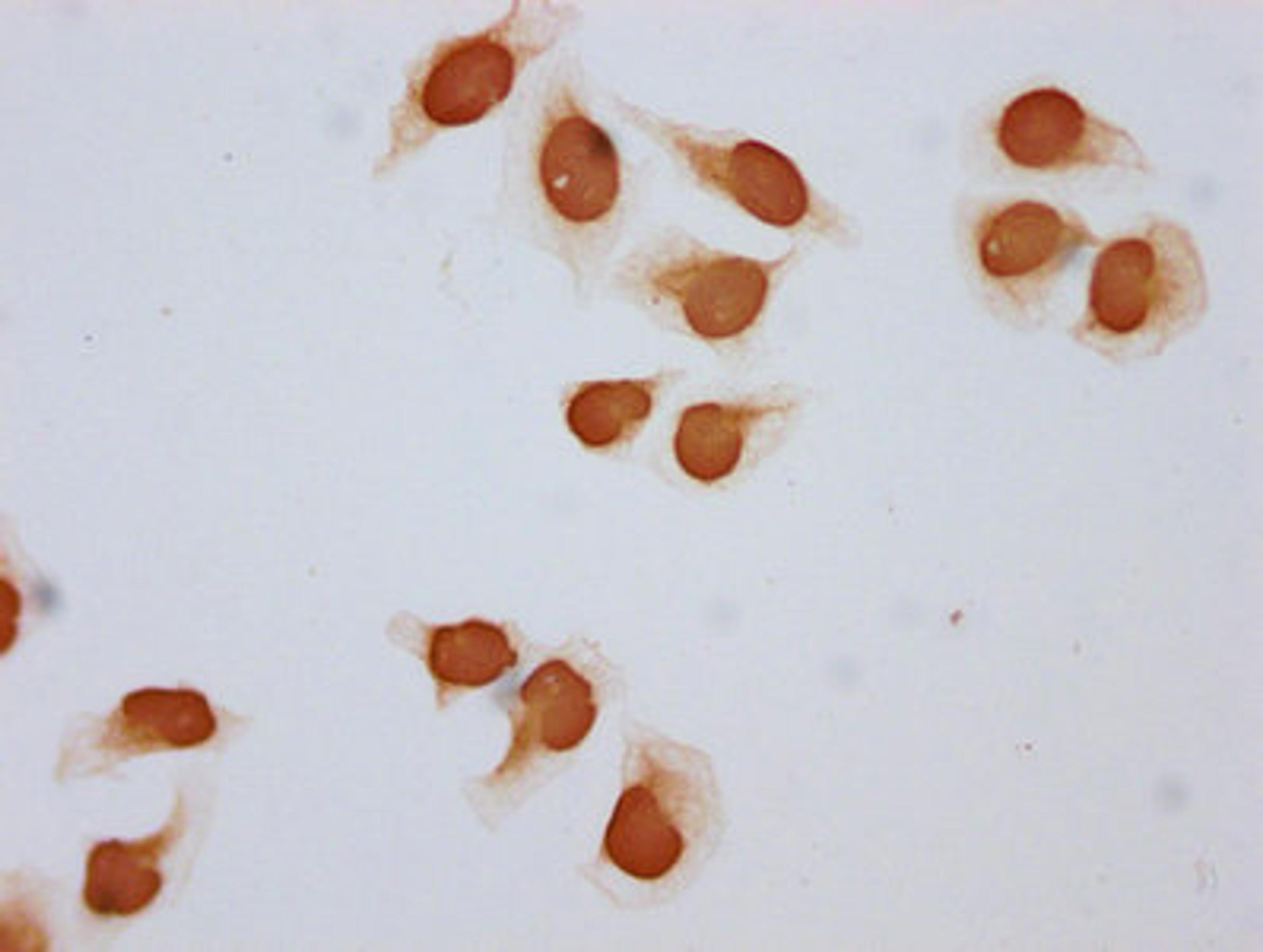 Immunocytochemistry analysis of CSB-PA010403OA108acHU diluted at 1:5 and staining in Hela cells (treated with 30mM sodium butyrate for 4h) performed on a Leica BondTM system. The cells were fixed in 4% formaldehyde, permeabilized using 0.2% Triton X-100 and blocked with 10% normal goat serum 30min at RT. Then primary antibody (1% BSA) was incubated at 4&deg;C overnight. The primary is detected by a biotinylated secondary antibody and visualized using an HRP conjugated SP system.
