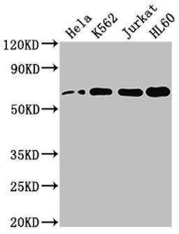 Western Blot. Positive WB detected in: Hela whole cell lysate, K562 whole cell lysate, Jurkat whole cell lysate, HL60 whole cell lysate. All lanes: HDAC1 antibody at 1:2000. Secondary. Goat polyclonal to rabbit IgG at 1/50000 dilution. Predicted band size: 56 kDa. Observed band size: 60 kDa. 