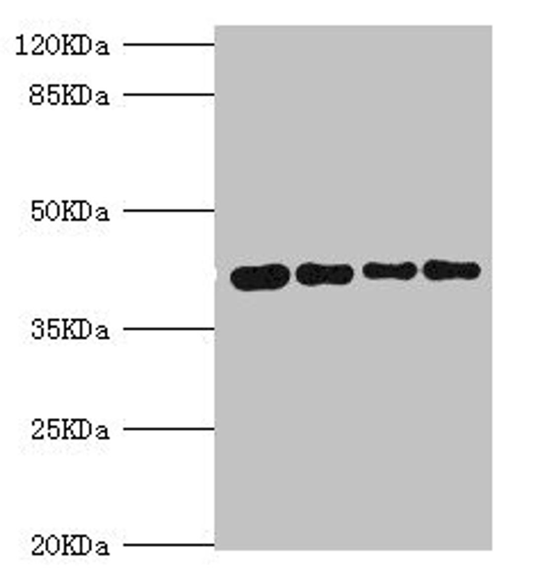 Western blot. All lanes: SEPHS1 antibody at 3.05ug/ml. Lane 1: Mouse liver tissue. Lane 2: HepG2 whole cell lysate. Lane 3: Mouse kidney tissue. Lane 4: U251 whole cell lysate. Secondary. Goat polyclonal to rabbit IgG at 1/10000 dilution. Predicted band size: 43, 36 kDa. Observed band size: 43 kDa. 