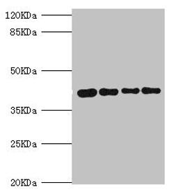 Western blot. All lanes: SEPHS1 antibody at 3.05ug/ml. Lane 1: Mouse liver tissue. Lane 2: HepG2 whole cell lysate. Lane 3: Mouse kidney tissue. Lane 4: U251 whole cell lysate. Secondary. Goat polyclonal to rabbit IgG at 1/10000 dilution. Predicted band size: 43, 36 kDa. Observed band size: 43 kDa. 