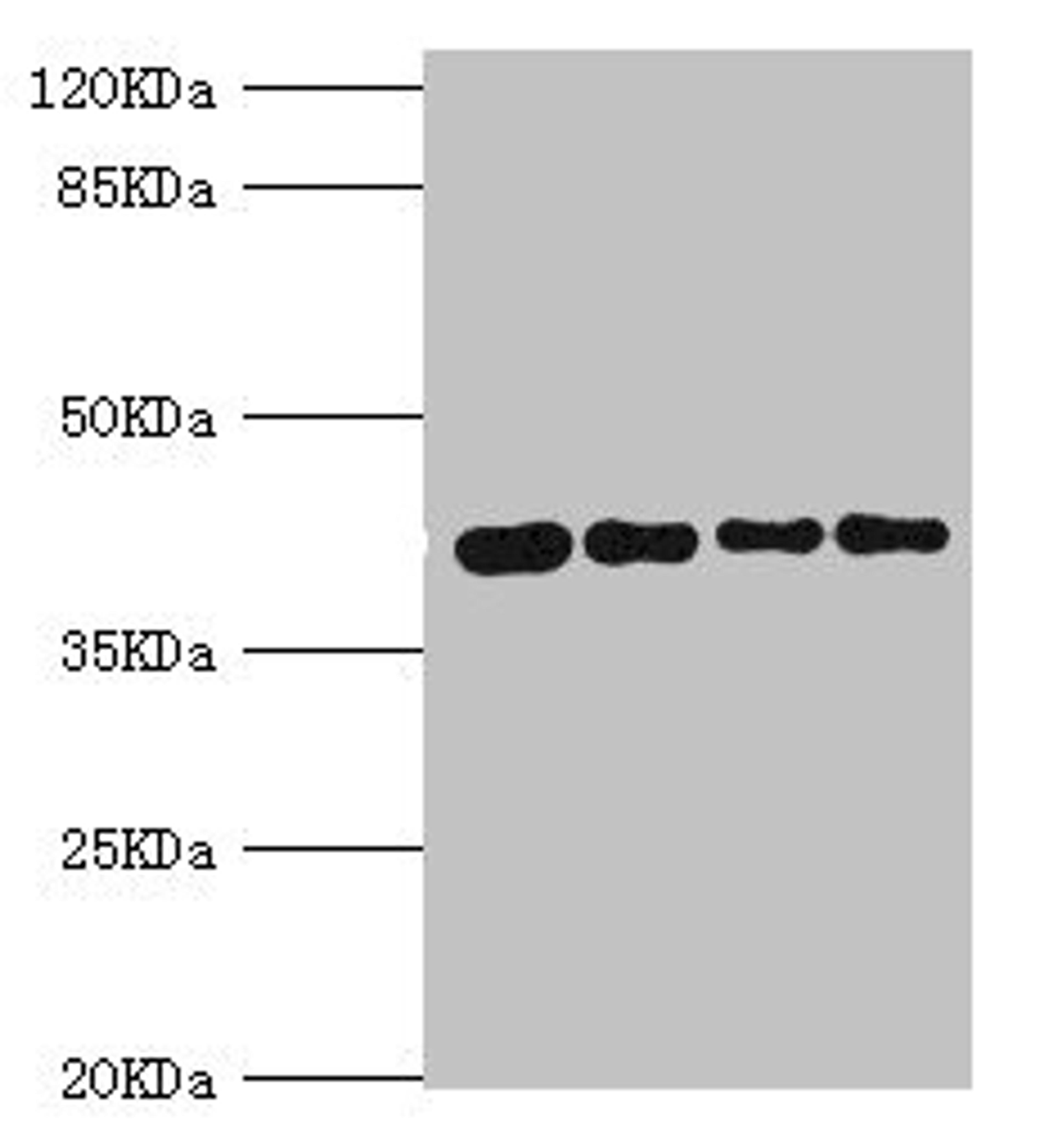 Western blot. All lanes: SEPHS1 antibody at 3.05ug/ml. Lane 1: Mouse liver tissue. Lane 2: HepG2 whole cell lysate. Lane 3: Mouse kidney tissue. Lane 4: U251 whole cell lysate. Secondary. Goat polyclonal to rabbit IgG at 1/10000 dilution. Predicted band size: 43, 36 kDa. Observed band size: 43 kDa. 
