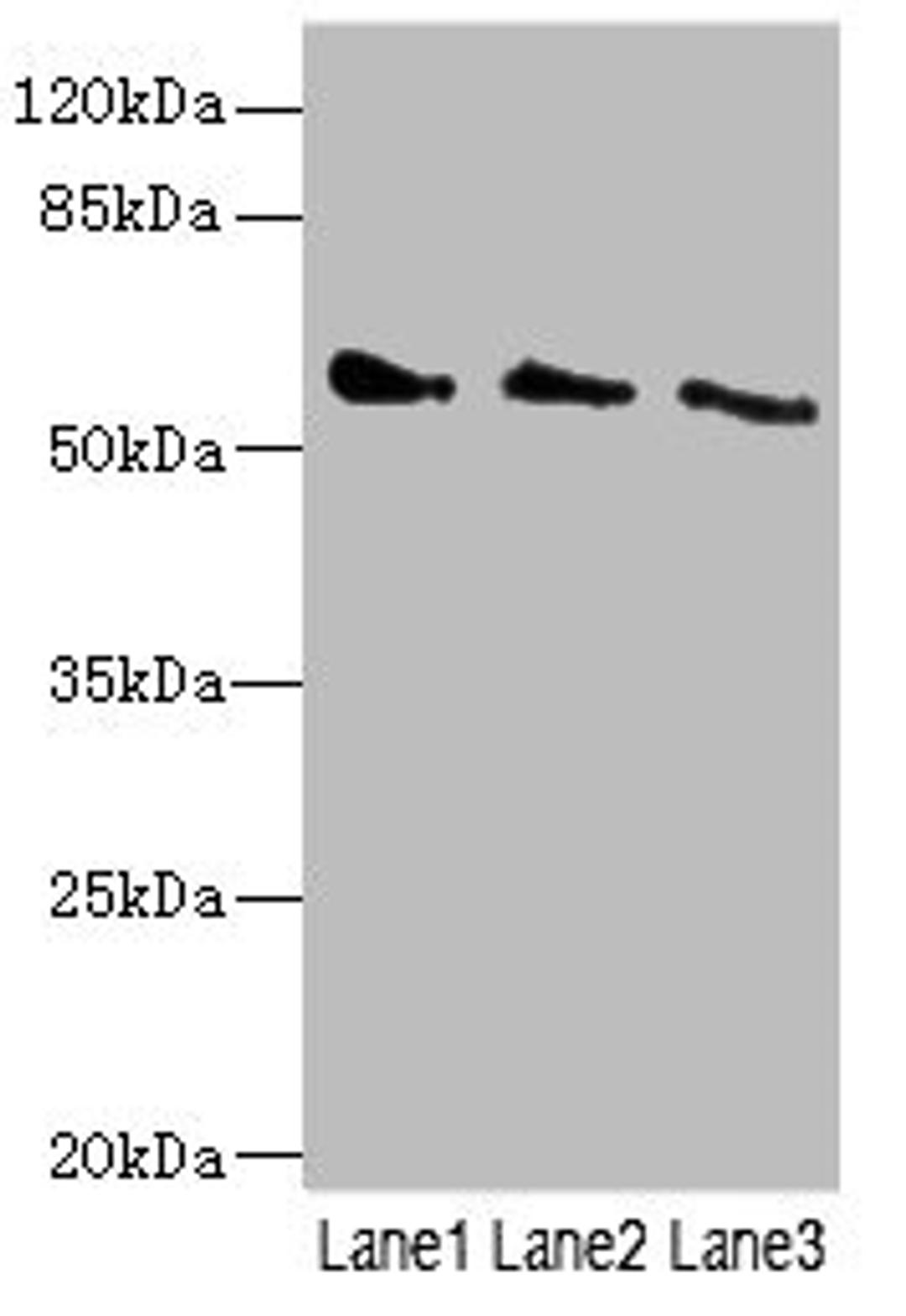 Western blot. All lanes: CHRNG antibody at 5.5ug/ml. Lane 1: 293T whole cell lysate. Lane 2: HepG2 whole cell lysate. Lane 3: Hela whole cell lysate. Secondary. Goat polyclonal to rabbit IgG at 1/10000 dilution. Predicted band size: 58, 53 kDa. Observed band size: 58 kDa. 