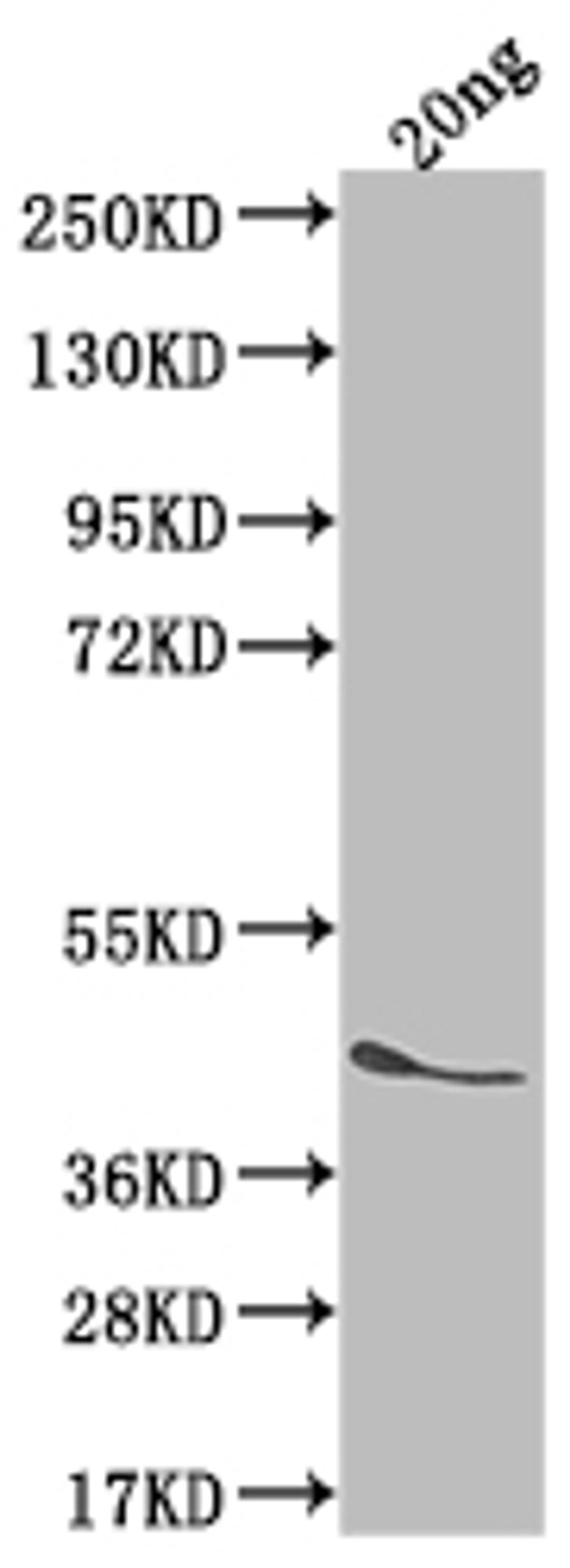 Western Blot. Positive WB detected in Recombinant protein. All lanes: ICSA antibody at 1:2000. Secondary. Goat polyclonal to rabbit IgG at 1/50000 dilution. Predicted band size: 40.3 kDa. Observed band size: 45 kDa. 