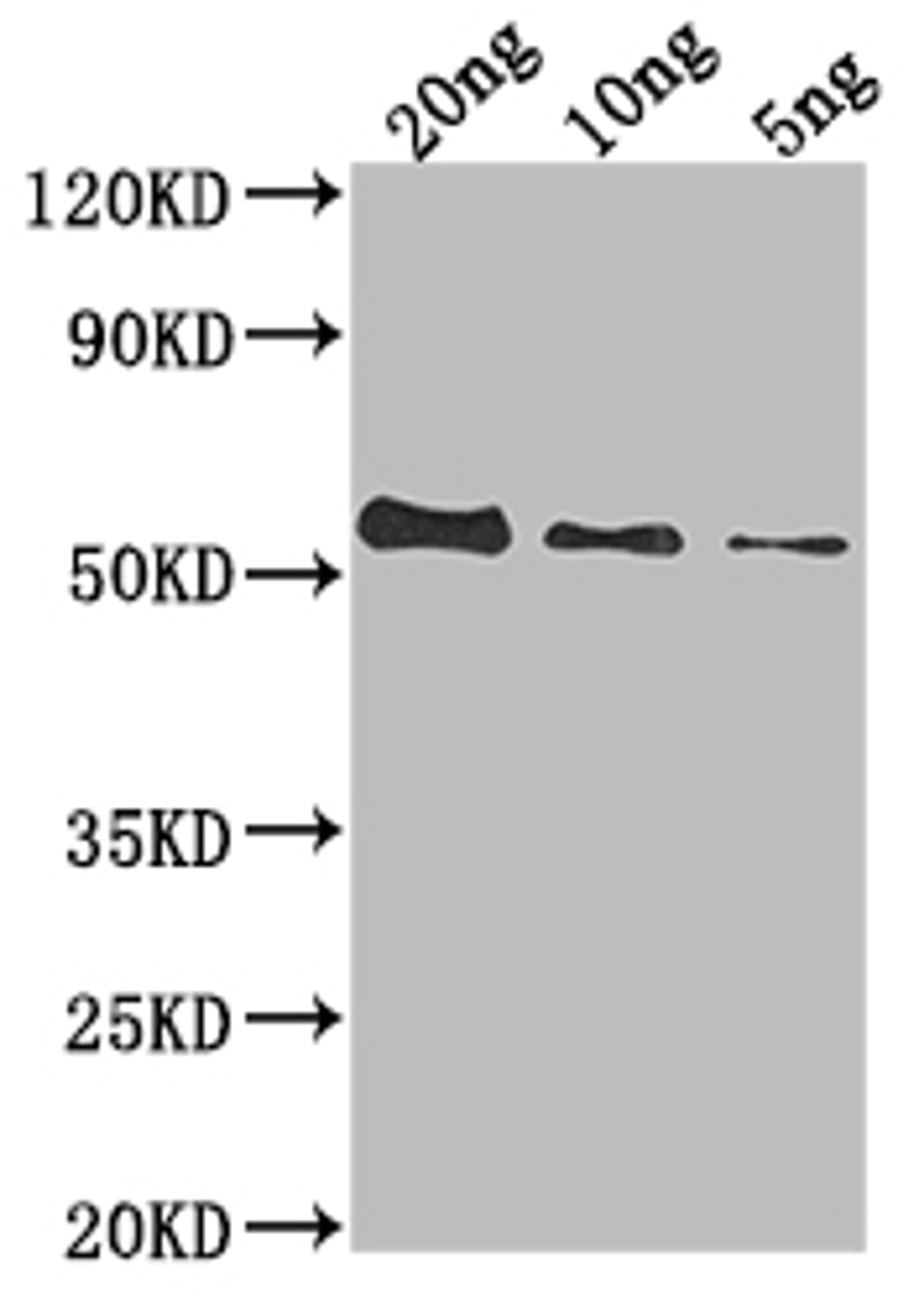 Western Blot. Positive WB detected in Recombinant protein. All lanes: UL49 antibody at 1:2000. Secondary. Goat polyclonal to rabbit IgG at 1/50000 dilution. Predicted band size: 50.6 kDa. Observed band size: 54 kDa.