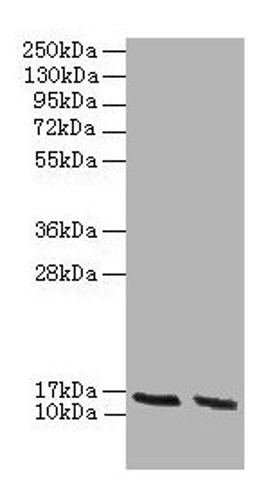 Western blot. All lanes: Hba antibody at 2µg/ml. Lane 1: HepG2 whole cell lysate. Lane 2: Hela whole cell lysate. Secondary. Goat polyclonal to rabbit IgG at 1/10000 dilution. Predicted band size: 16 kDa. Observed band size: 16 kDa