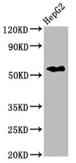 Western Blot. Positive WB detected in: HepG2 whole cell lysate. All lanes: CPNE3 antibody at 2.6µg/ml. Secondary. Goat polyclonal to rabbit IgG at 1/50000 dilution. Predicted band size: 61 kDa. Observed band size: 61 kDa