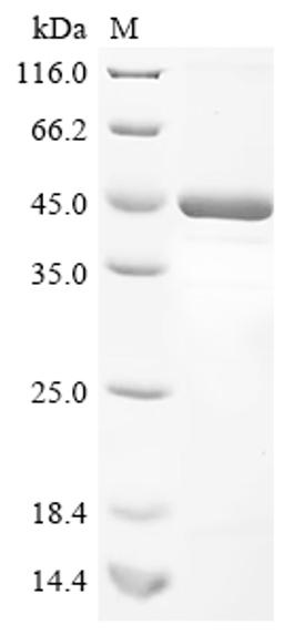 (Tris-Glycine gel) Discontinuous SDS-PAGE (reduced) with 5% enrichment gel and 15% separation gel.