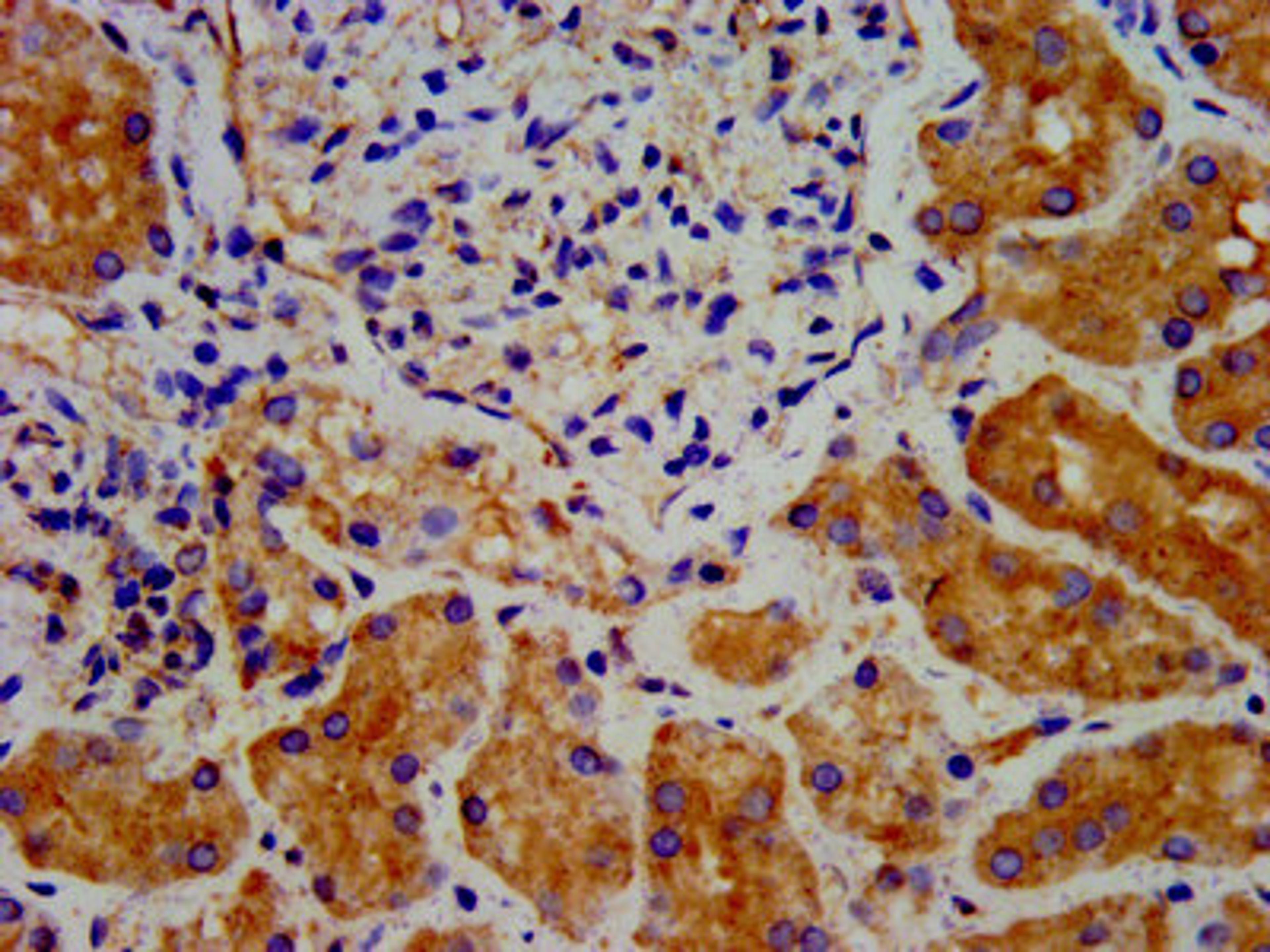 IHC image of CSB-PA822207LA01HU diluted at 1:300 and staining in paraffin-embedded human kidney tissue performed on a Leica BondTM system. After dewaxing and hydration, antigen retrieval was mediated by high pressure in a citrate buffer (pH 6.0). Section was blocked with 10% normal goat serum 30min at RT. Then primary antibody (1% BSA) was incubated at 4°C overnight. The primary is detected by a biotinylated secondary antibody and visualized using an HRP conjugated SP system.