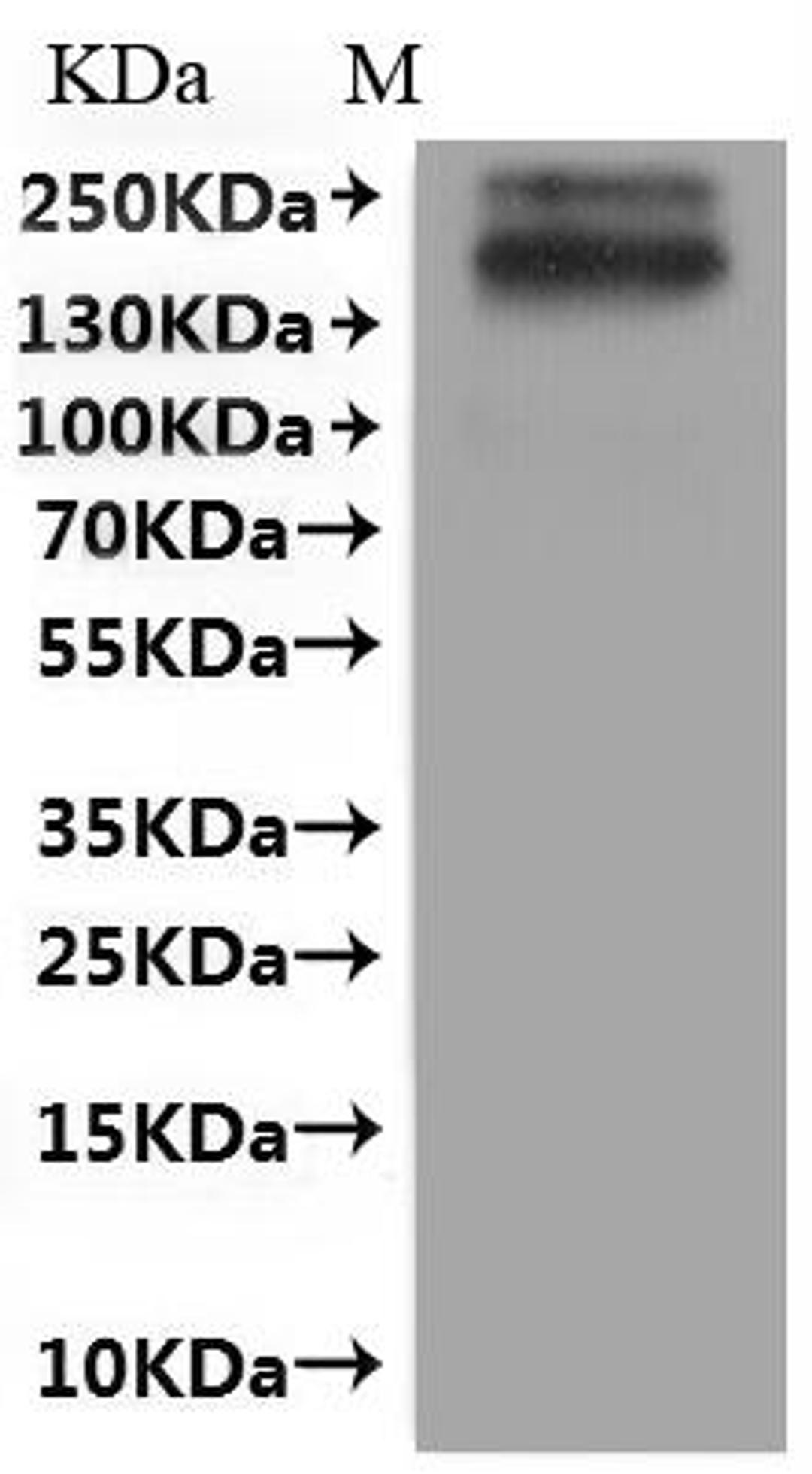 CSB-MP021679HU is detected by Mouse anti-Flag-tagged monoclonal antibody.