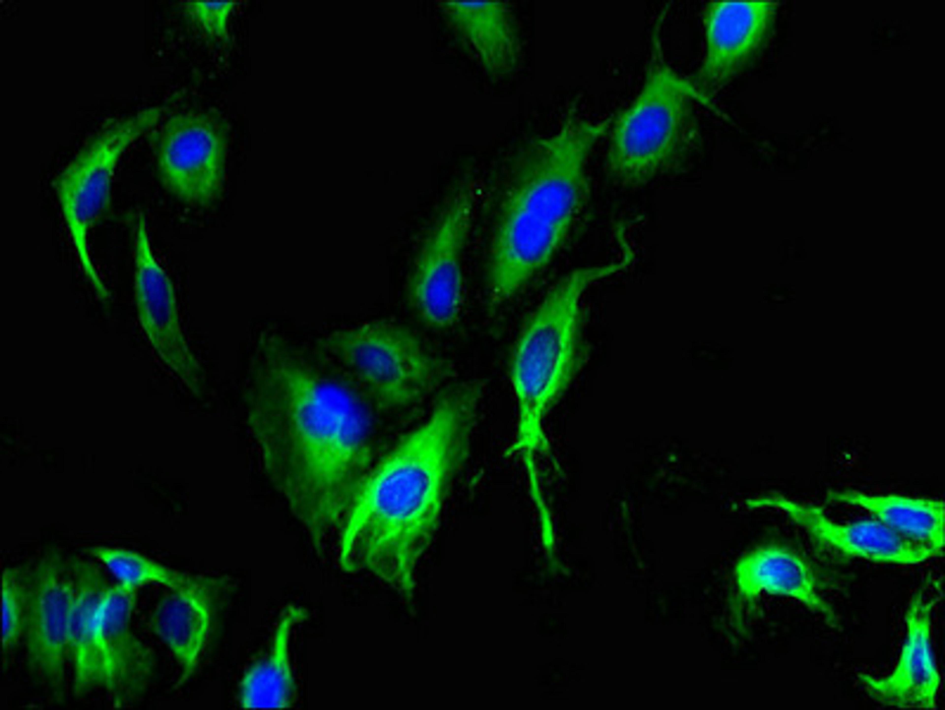Immunofluorescent analysis of Hela cells using CSB-PA745763LA01HU at dilution of 1:100 and Alexa Fluor 488-congugated AffiniPure Goat Anti-Rabbit IgG(H+L)