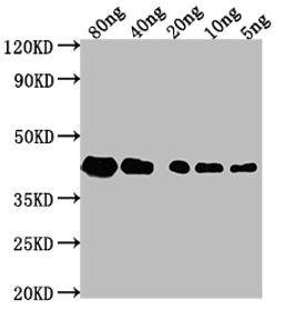 Western Blot. Positive WB detected in Recombinant protein. All lanes: ZIP1 antibody at 1:2000. Secondary. Goat polyclonal to rabbit IgG at 1/50000 dilution. Predicted band size: 29.2 kDa. Observed band size: 43 kDa. 
