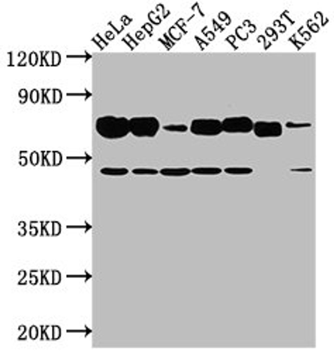 Western Blot. Positive WB detected in: Hela whole cell lysate, HepG2 whole cell lysate, MCF-7 whole cell lysate, A549 whole cell lysate, PC3 whole cell lysate, 293T whole cell lysate, K562 whole cell lysate. All lanes: SLC3A2 antibody at 1:2000. Secondary. Goat polyclonal to rabbit IgG at 1/50000 dilution. Predicted band size: 68, 58, 62, 72 kDa. Observed band size: 68 kDa. 