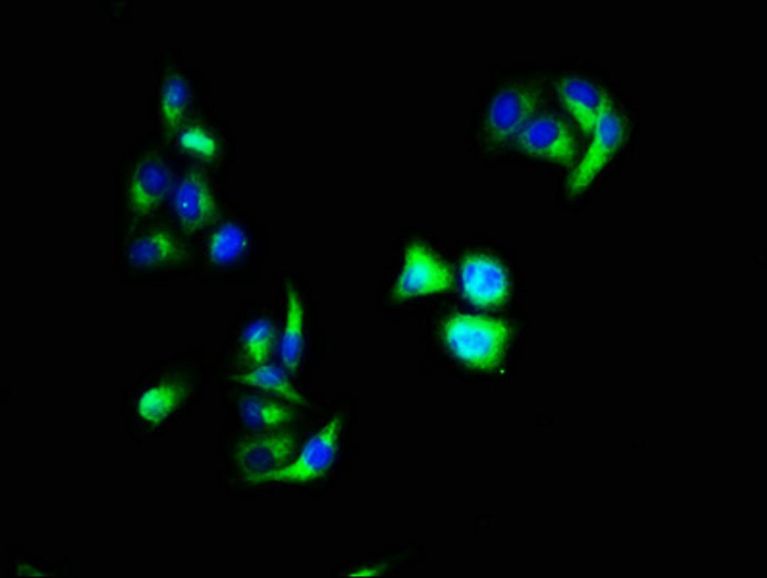 Immunofluorescence staining of Hela cells with CSB-PA13457A0Rb at 1:66, counter-stained with DAPI. The cells were fixed in 4% formaldehyde, permeabilized using 0.2% Triton X-100 and blocked in 10% normal Goat Serum. The cells were then incubated with the antibody overnight at 4&deg;C. The secondary antibody was Alexa Fluor 488-congugated AffiniPure Goat Anti-Rabbit IgG(H+L).