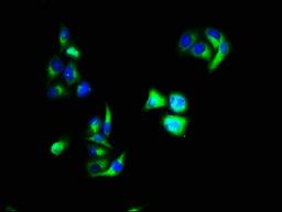 Immunofluorescence staining of Hela cells with CSB-PA13457A0Rb at 1:66, counter-stained with DAPI. The cells were fixed in 4% formaldehyde, permeabilized using 0.2% Triton X-100 and blocked in 10% normal Goat Serum. The cells were then incubated with the antibody overnight at 4&deg;C. The secondary antibody was Alexa Fluor 488-congugated AffiniPure Goat Anti-Rabbit IgG(H+L).