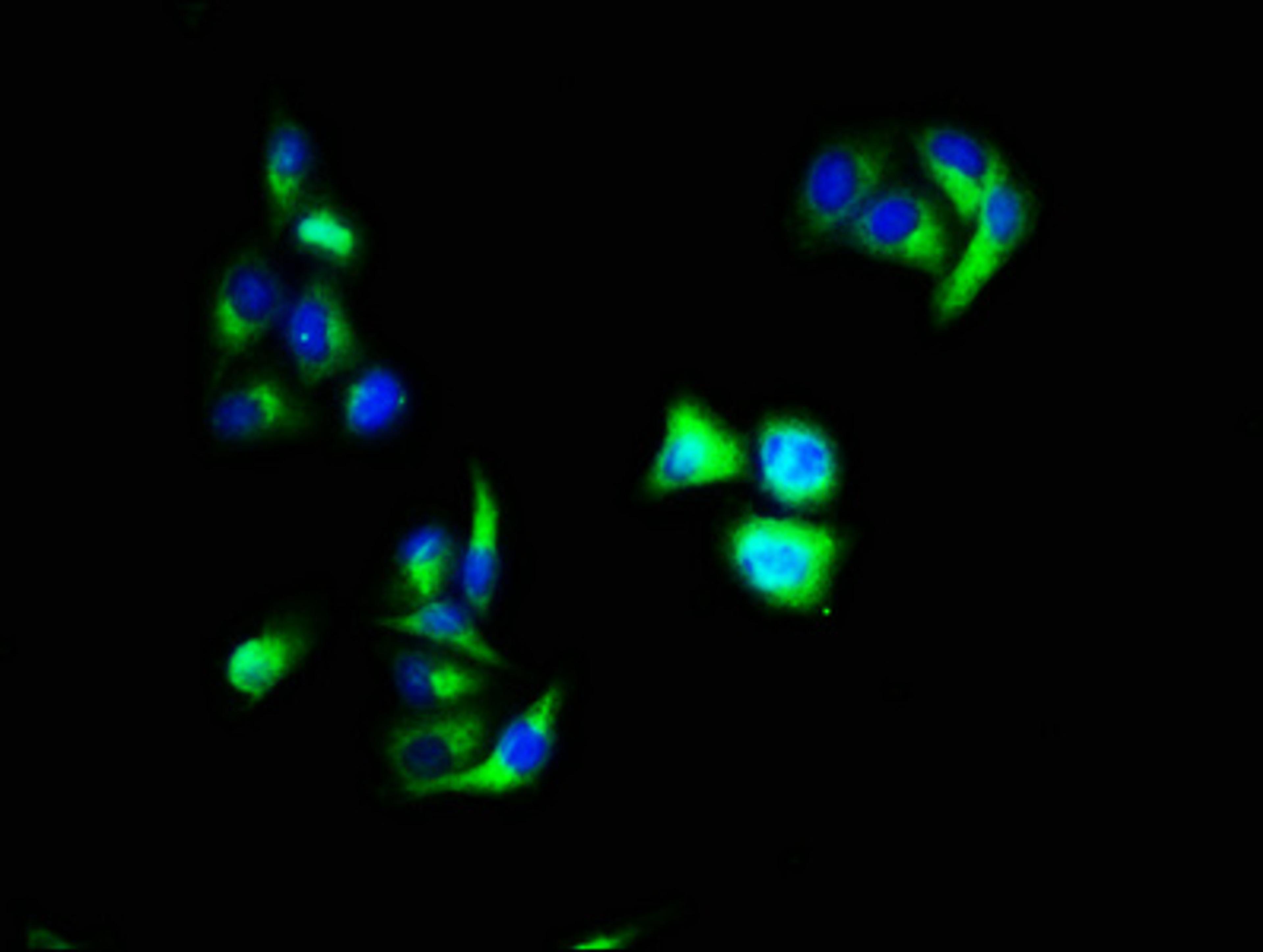 Immunofluorescence staining of Hela cells with CSB-PA13457A0Rb at 1:66, counter-stained with DAPI. The cells were fixed in 4% formaldehyde, permeabilized using 0.2% Triton X-100 and blocked in 10% normal Goat Serum. The cells were then incubated with the antibody overnight at 4&deg;C. The secondary antibody was Alexa Fluor 488-congugated AffiniPure Goat Anti-Rabbit IgG(H+L).
