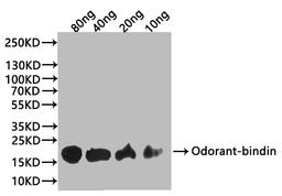 Western Blot. Positive WB detected in: recombinant protein. All lanes:Odorant-binding Antibody at 1:1000. Secondary. Goat polyclonal to rabbit IgG at 1/20000 dilution. Predicted band size: 18 kDa. Observed band size: 24 kDa. 