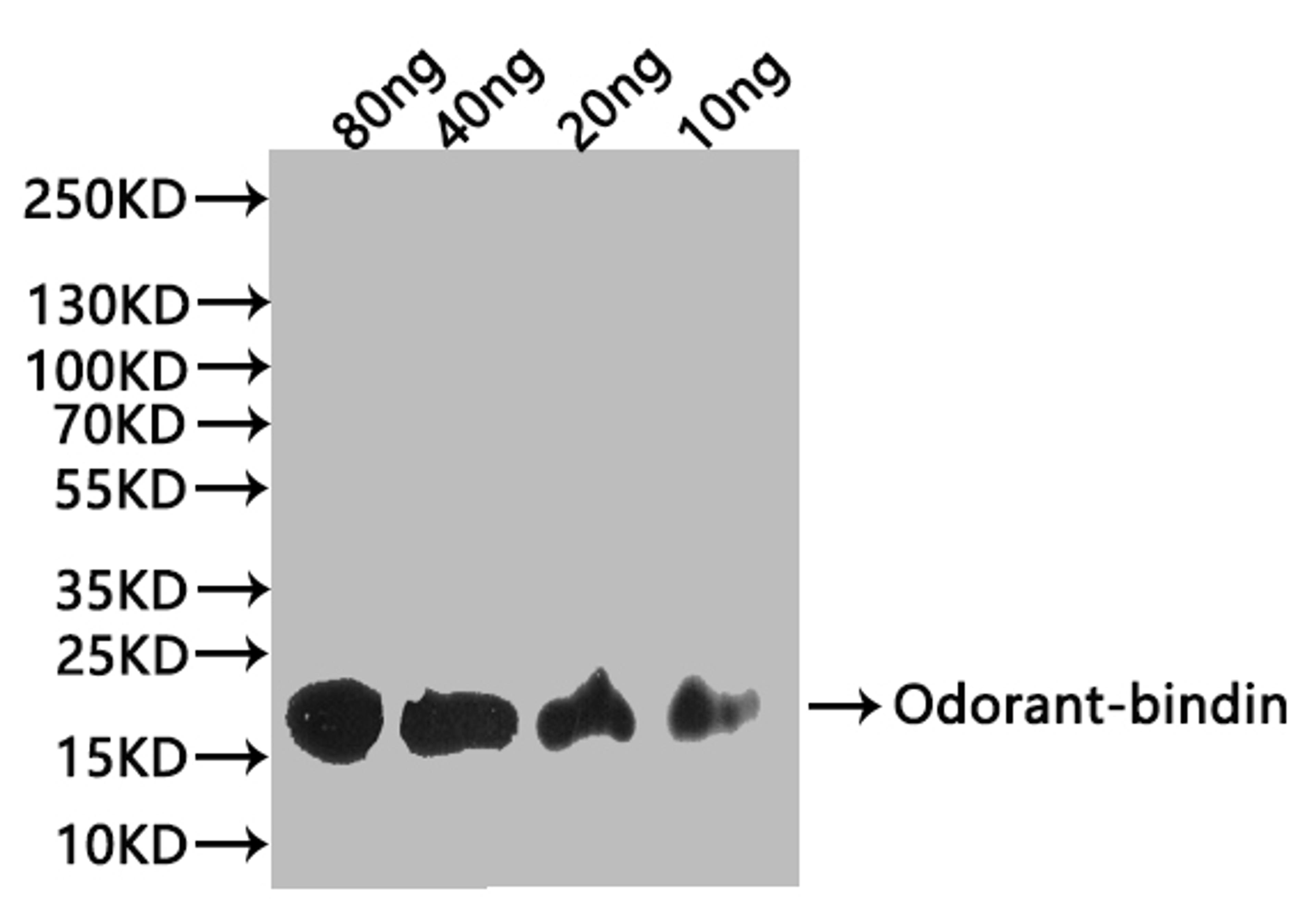 Western Blot. Positive WB detected in: recombinant protein. All lanes:Odorant-binding Antibody at 1:1000. Secondary. Goat polyclonal to rabbit IgG at 1/20000 dilution. Predicted band size: 18 kDa. Observed band size: 24 kDa. 