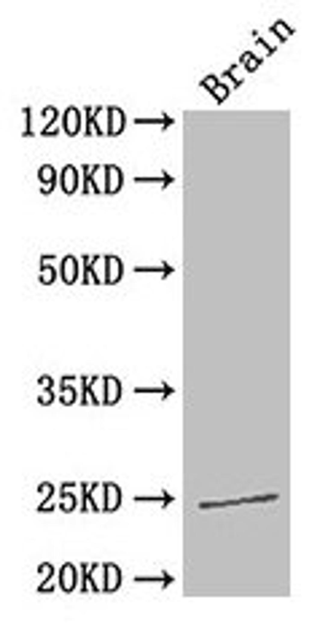 Western Blot. Positive WB detected in: Mouse brain tissue. All lanes: HMGB1 antibody at 3.3µg/ml. Secondary. Goat polyclonal to rabbit IgG at 1/50000 dilution. Predicted band size: 25 kDa. Observed band size: 25 kDa
