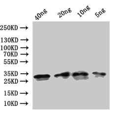 Western Blot. Positive WB detected in: recombinant protein. All lanes:ompA Antibody at 1:1000. Secondary. Goat polyclonal to rabbit IgG at 1/50000 dilution. Predicted band size: 24 kDa. Observed band size: 31 kDa. 