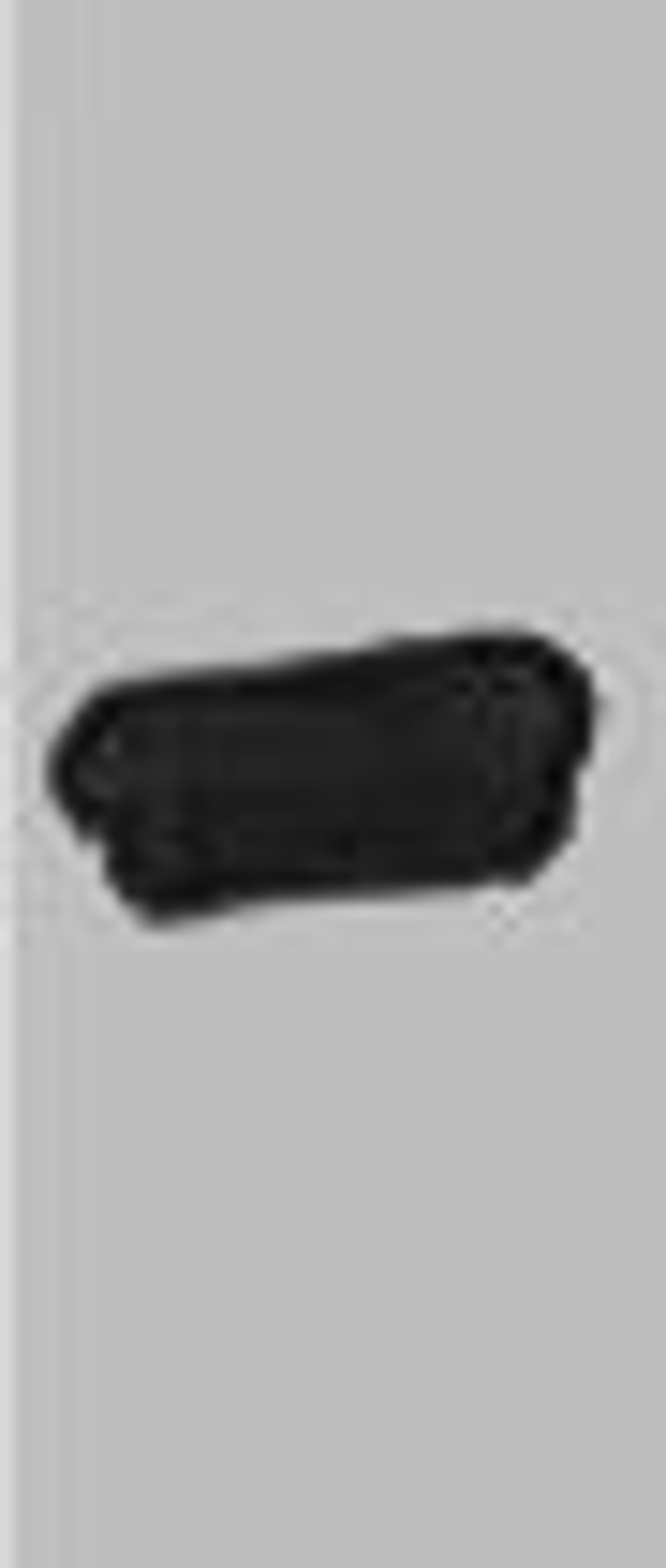 Western blot analysis of recombinant AmCyan protein, diluted at 1:5000.