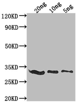 Western Blot. Positive WB detected in Recombinant protein. All lanes: E3L antibody at 1:2000. Secondary. Goat polyclonal to rabbit IgG at 1/50000 dilution. Predicted band size: 28.5 kDa. Observed band size: 29 kDa. 