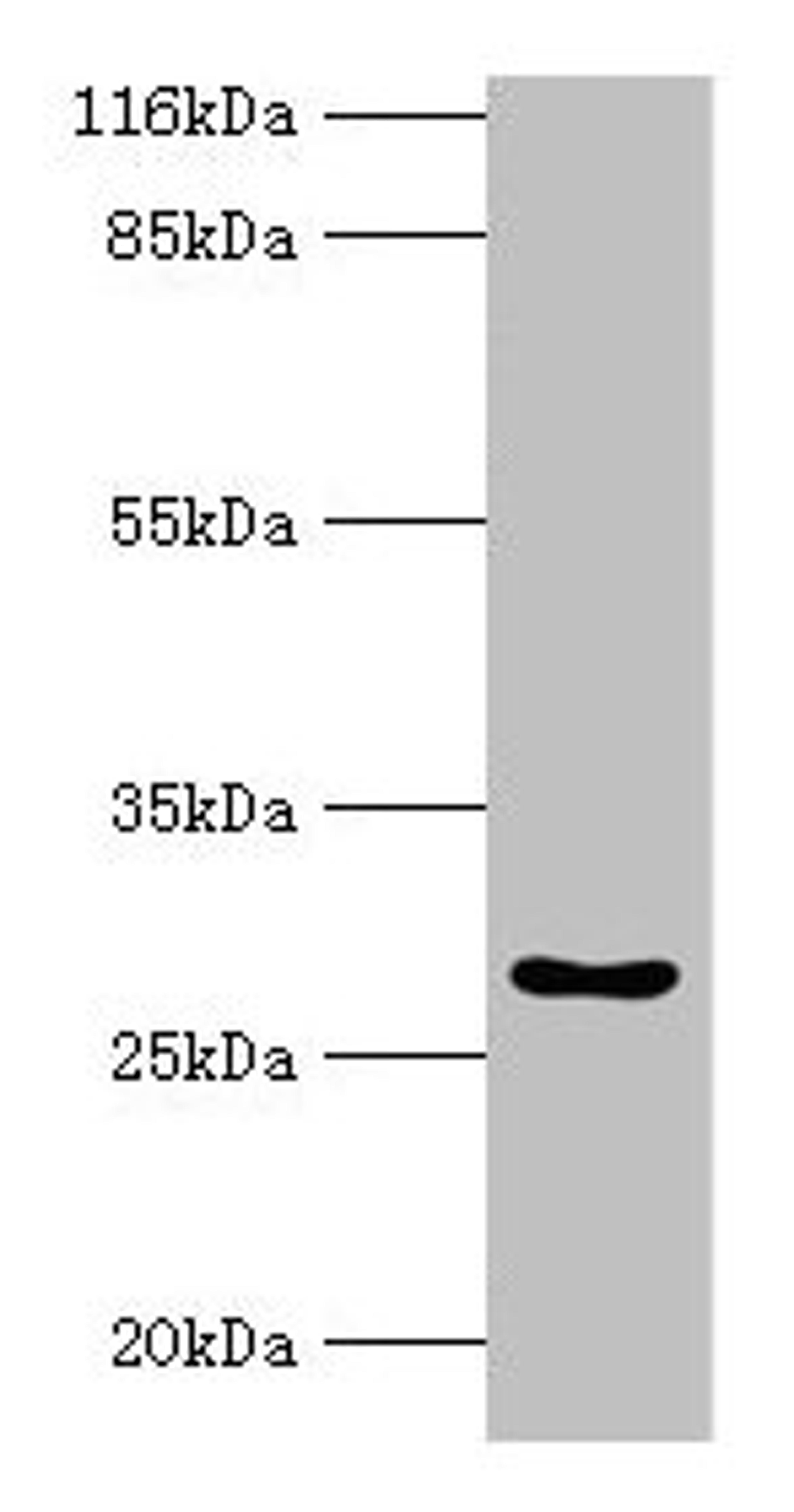 Western blot. All lanes: HOXA6 antibody at 2µg/ml + Mouse heart tissue. Secondary. Goat polyclonal to rabbit IgG at 1/10000 dilution. Predicted band size: 27 kDa. Observed band size: 27 kDa