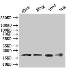 Western Blot. Positive WB detected in: recombinant protein. All lanes:Dll  Antibody at 1:1000. Secondary. Goat polyclonal to rabbit IgG at 1/50000 dilution. Predicted band size: 17.8 kDa. Observed band size: 18 kDa. 