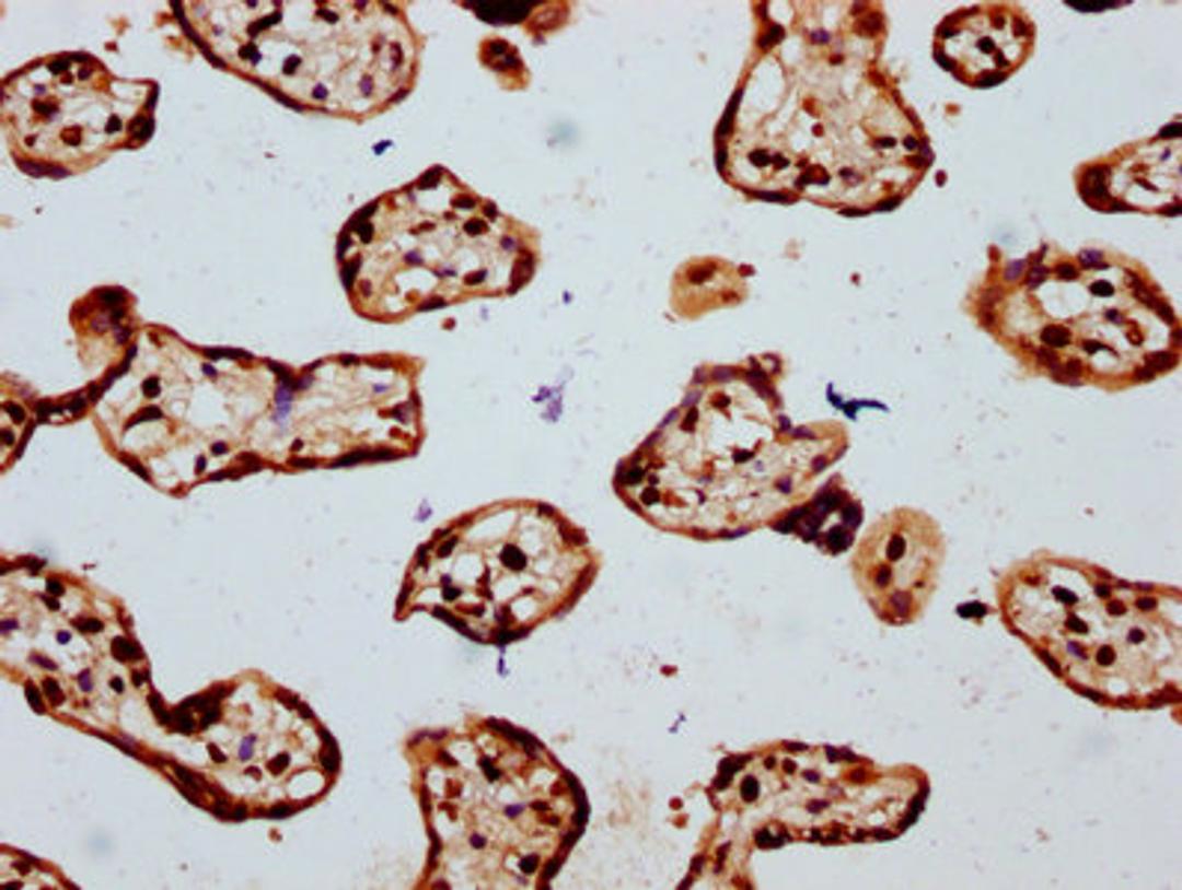 IHC image of CSB-PA010429OA16npropHU diluted at 1:20 and staining in paraffin-embedded human placenta tissue performed on a Leica BondTM system. After dewaxing and hydration, antigen retrieval was mediated by high pressure in a citrate buffer (pH 6.0). Section was blocked with 10% normal goat serum 30min at RT. Then primary antibody (1% BSA) was incubated at 4&deg;C overnight. The primary is detected by a biotinylated secondary antibody and visualized using an HRP conjugated SP system.