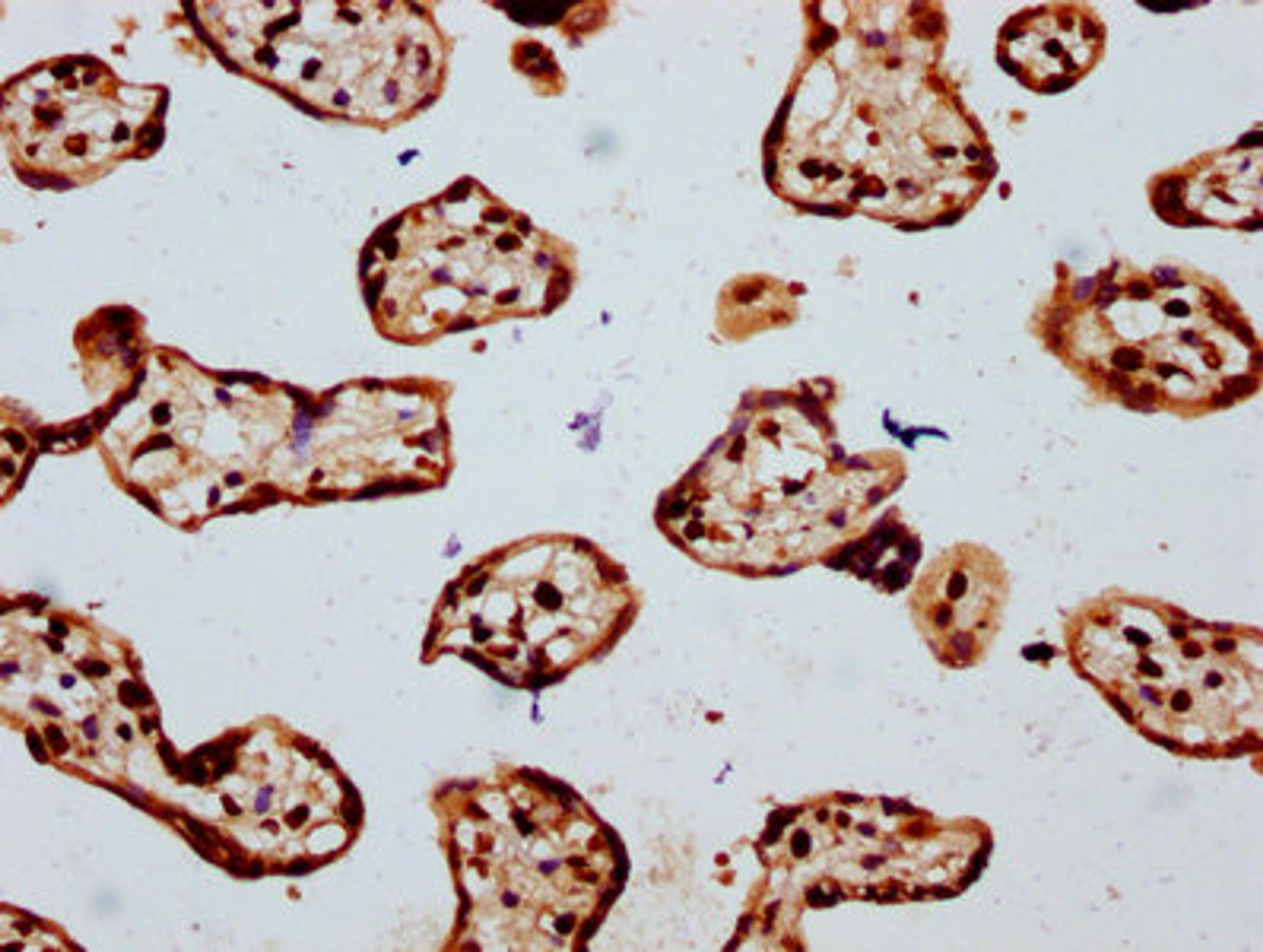 IHC image of CSB-PA010429OA16npropHU diluted at 1:20 and staining in paraffin-embedded human placenta tissue performed on a Leica BondTM system. After dewaxing and hydration, antigen retrieval was mediated by high pressure in a citrate buffer (pH 6.0). Section was blocked with 10% normal goat serum 30min at RT. Then primary antibody (1% BSA) was incubated at 4&deg;C overnight. The primary is detected by a biotinylated secondary antibody and visualized using an HRP conjugated SP system.