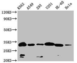 Western Blot. Positive WB detected in: K562 whole cell lysate,A549 whole cell lysate,293 whole cell lysate,U251 whole cell lysate,HL-60 whole cell lysate,Hela whole cell lysate. All lanes: VDAC3 antibody at 1:1000. Secondary. Goat polyclonal to rabbit IgG at 1/50000 dilution. Predicted band size: 31 kDa. Observed band size: 32 kDa. 
