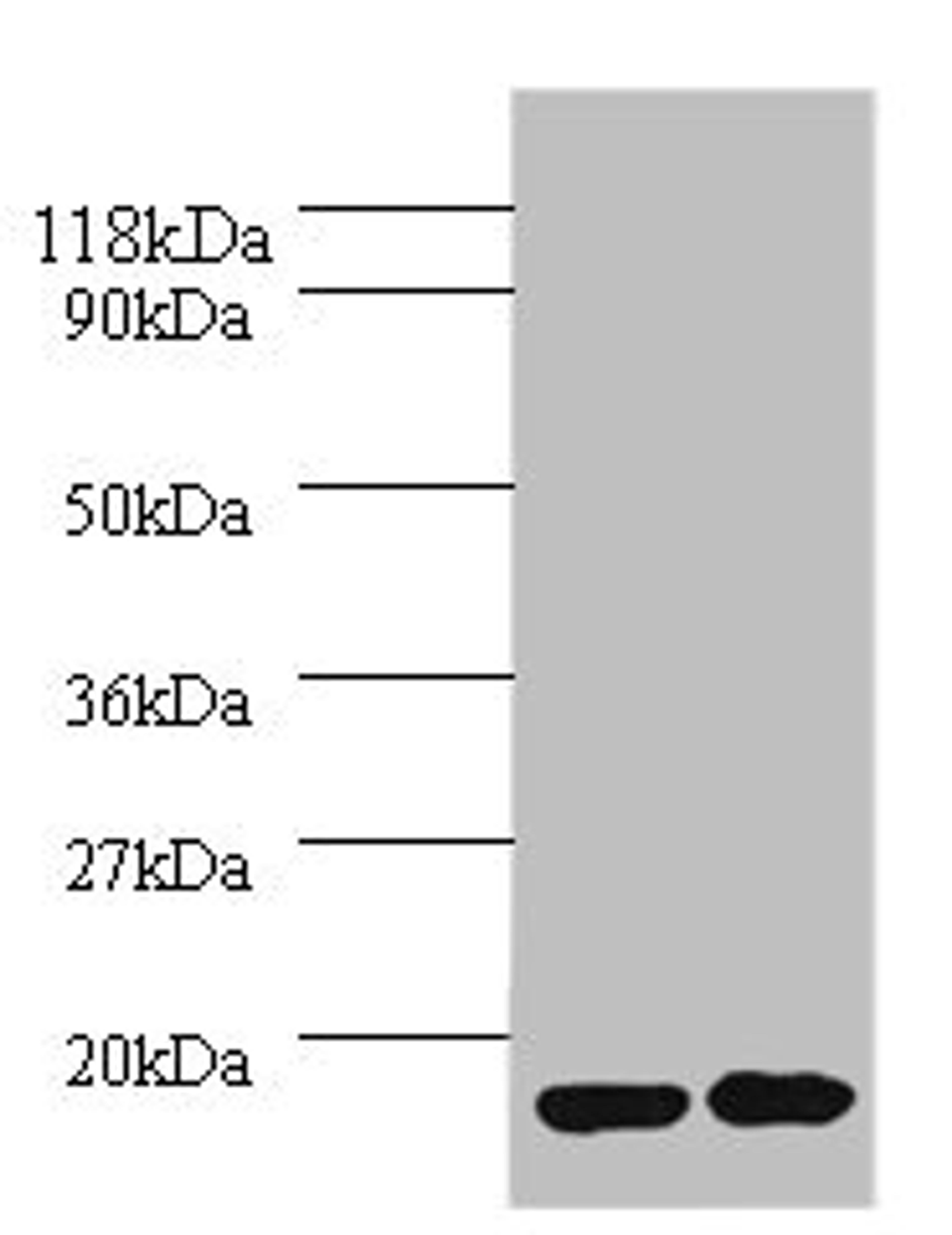 Western blot. All lanes: IL1RN antibody at 2µg/ml. Lane 1: EC109 whole cell lysate. Lane 2: 293T whole cell lysate. Secondary. Goat polyclonal to rabbit IgG at 1/10000 dilution. Predicted band size: 21, 18, 20, 17 kDa. Observed band size: 17 kDa