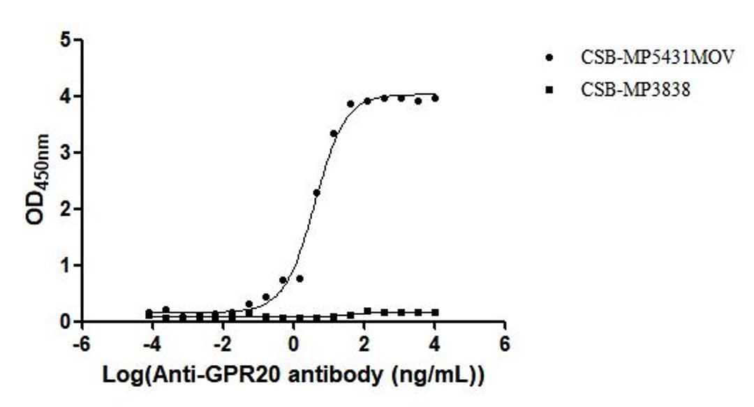 The Binding Activity of Macaca fascicularis GPR20 with Anti-GPR20 recombinant antibody. Activity: Measured by its binding ability in a functional ELISA. Immobilized Macaca fascicularis GPR20(CSB-MP5431MOV ) at 10 μg/mL can bind Anti-GPR20 recombinant antibody. The EC<sub>50</sub> is 3.549 - 6.542 ng/mL.