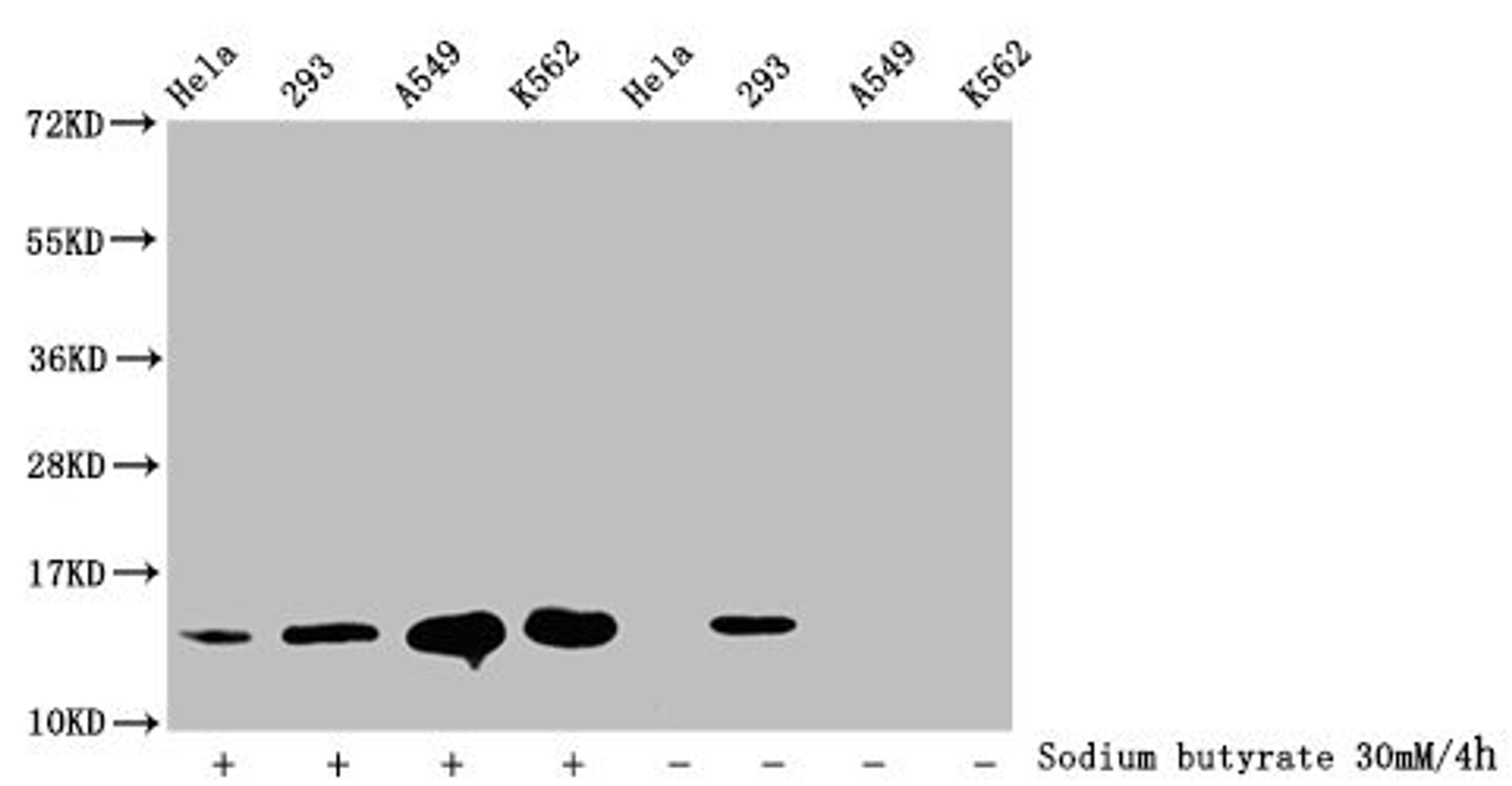 Western Blot. Detected samples: Hela whole cell lysate, 293 whole cell lysate, A549 whole cell lysate, K562 whole cell lysate; Untreated (-) or treated (+) with 30mM sodium butyrate for 4h. All lanes: HIST1H2BC antibody at 1:100. Secondary. Goat polyclonal to rabbit IgG at 1/50000 dilution. Predicted band size: 14 kDa. Observed band size: 14 kDa