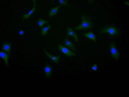 Immunofluorescence staining of Hela cell with CSB-RA005036MA1HU at 1:10, counter-stained with DAPI. The cells were fixed in 4% formaldehyde and blocked in 10% normal Goat Serum. The cells were then incubated with the antibody overnight at 4C. The secondary antibody was FITC-conjugated AffiniPure Goat Anti-Human IgG(H+L).