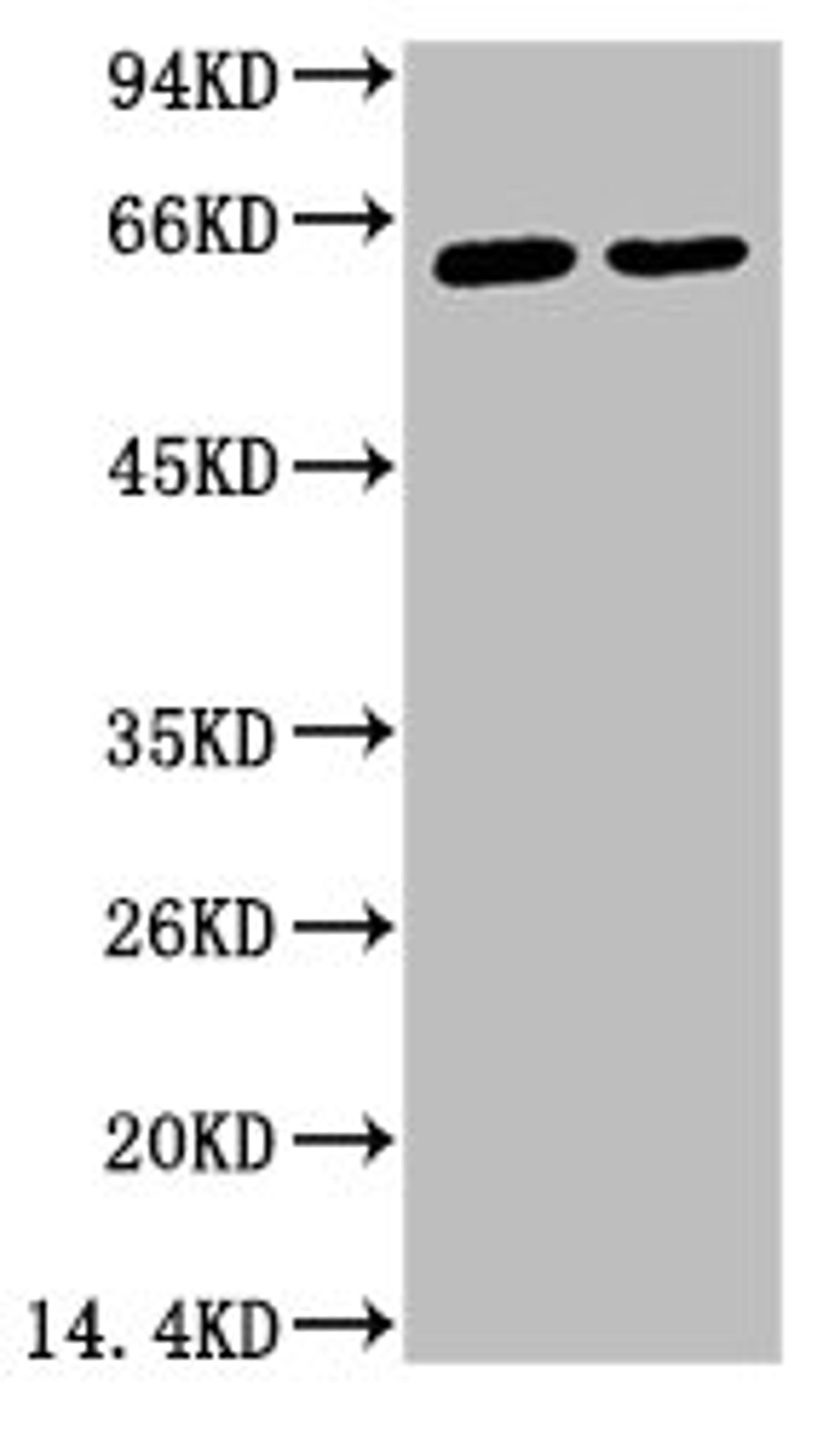 Western blot analysis of 1) Hela, 2) HepG2, diluted at 1:2000.